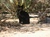 Thumbnail IMG_7897.JPG 