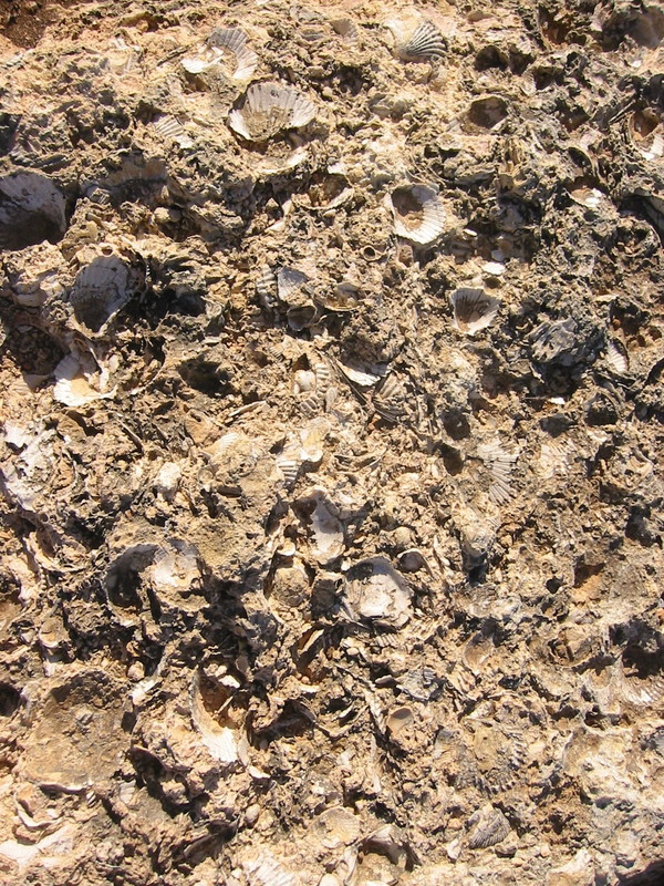 IMG_7534.JPG 