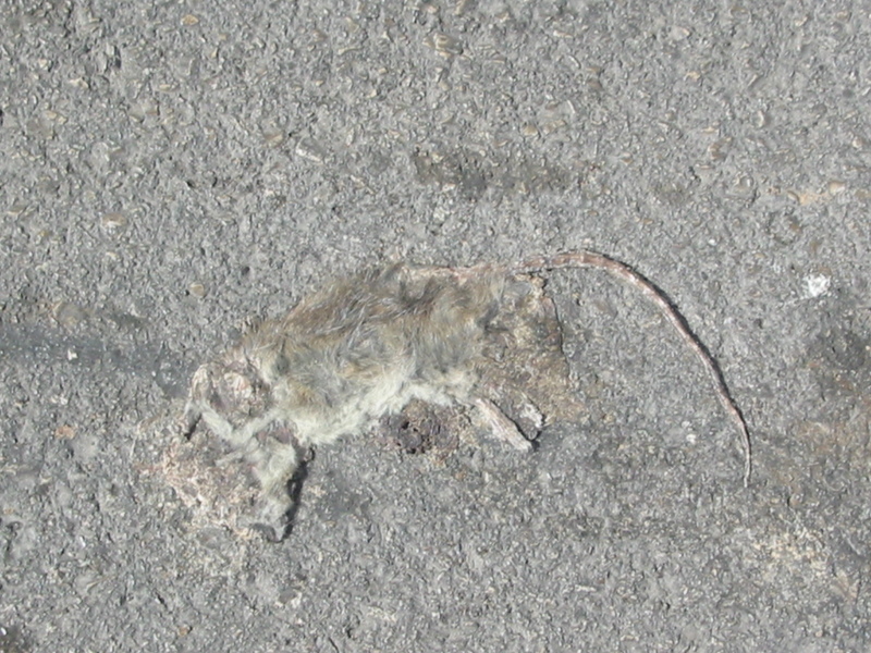 IMG_7866.JPG 