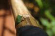 Thumbnail _mg_1418.jpg 