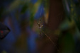 Thumbnail _mg_1482.jpg 