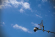 Thumbnail _mg_1585.jpg 
