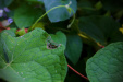 Thumbnail _mg_1682.jpg 