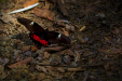 Thumbnail _mg_1976.jpg 
