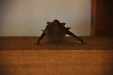Thumbnail _mg_2503.jpg 