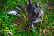 Thumbnail _mg_2536.jpg 