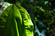 Thumbnail _mg_2609.jpg 
