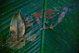 Thumbnail _mg_2612.jpg 