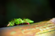 Thumbnail _mg_2620.jpg 