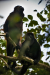 Thumbnail _mg_2647.jpg 