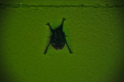 Thumbnail _mg_2702.jpg 