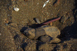 Thumbnail _mg_2867.jpg 