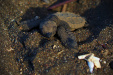 Thumbnail _mg_2871.jpg 