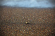 Thumbnail _mg_2923.jpg 