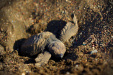Thumbnail _mg_2946.jpg 