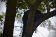 Thumbnail _mg_3031.jpg 