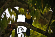 Thumbnail _mg_3231.jpg 