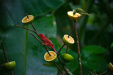 Thumbnail _mg_3372.jpg 