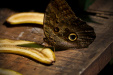 Thumbnail _mg_3469.jpg 