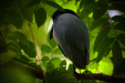 Thumbnail _mg_3497.jpg 