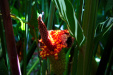 Thumbnail _mg_3728.jpg 
