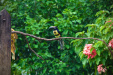 Thumbnail _mg_4213.jpg 
