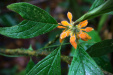 Thumbnail _mg_4497.jpg 