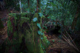 Thumbnail _mg_4525.jpg 