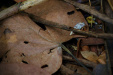 Thumbnail _mg_4953.jpg 