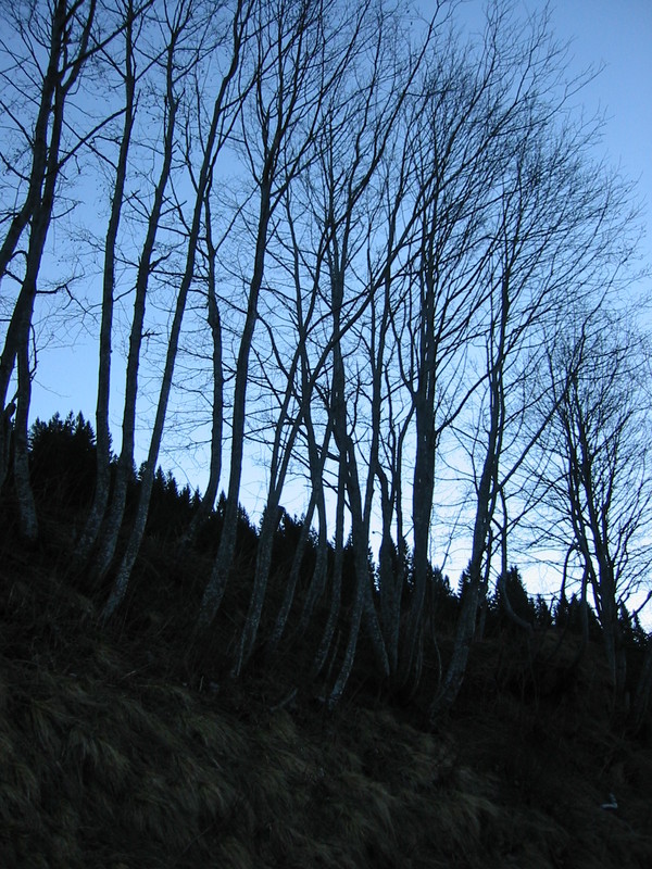 IMG_3391.JPG 
