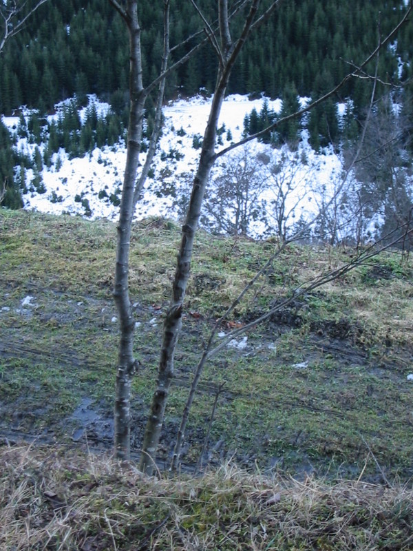 IMG_3398.JPG 