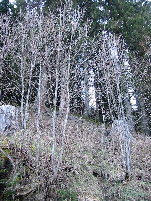 IMG_3401.JPG 