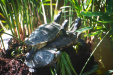 Thumbnail img_7369.jpg 
