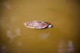 Thumbnail img_7370.jpg 