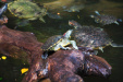 Thumbnail img_7378.jpg 