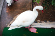 Thumbnail img_7443.jpg 