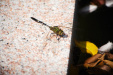 Thumbnail img_7446.jpg 