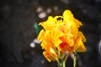 Thumbnail img_7493.jpg 