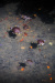 Thumbnail img_7505.jpg 