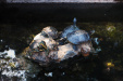 Thumbnail img_7507.jpg 