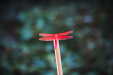 Thumbnail img_7518.jpg 