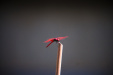 Thumbnail img_7520.jpg 