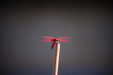 Thumbnail img_7521.jpg 