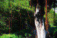 Thumbnail img_7538.jpg 