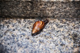Thumbnail img_8376.jpg 