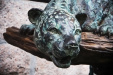 Thumbnail img_8399.jpg 