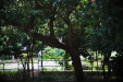 Thumbnail img_8795.jpg 