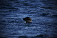 Thumbnail img_7071.jpg 