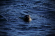 Thumbnail img_7077.jpg 