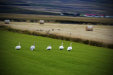 Thumbnail img_7122.jpg 